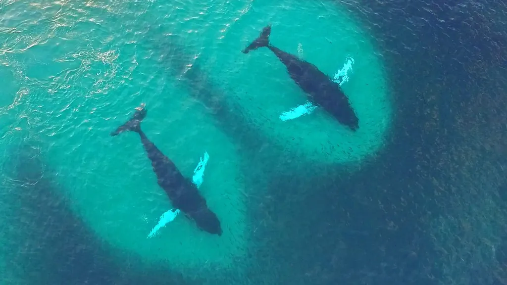 Swim with Killer Whales and Humpbacks in Norway - Natural World Safaris